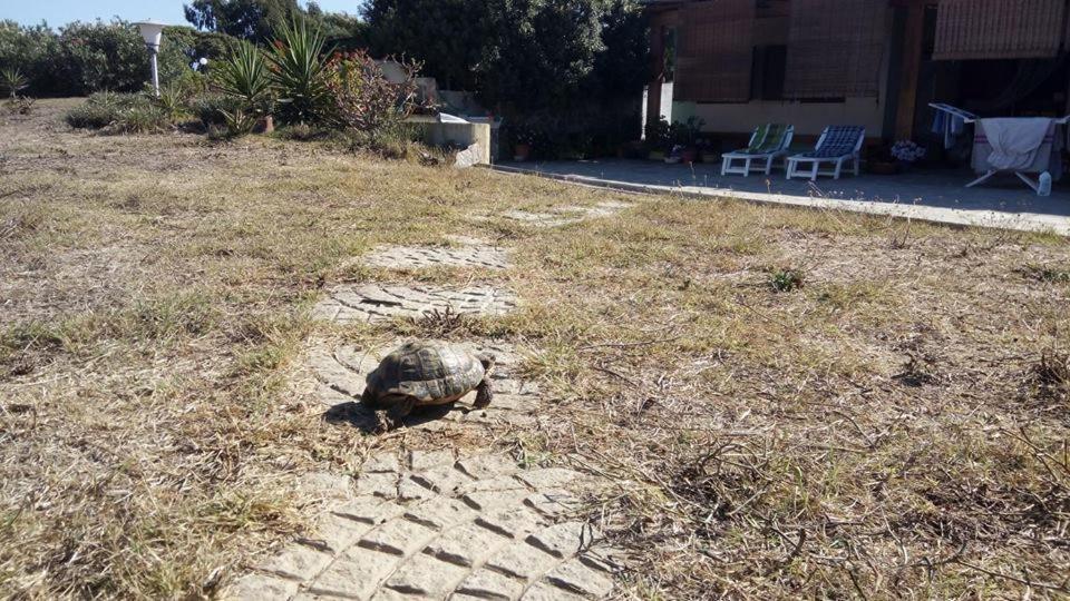 Affittacamere Casa Maica Stintino Esterno foto