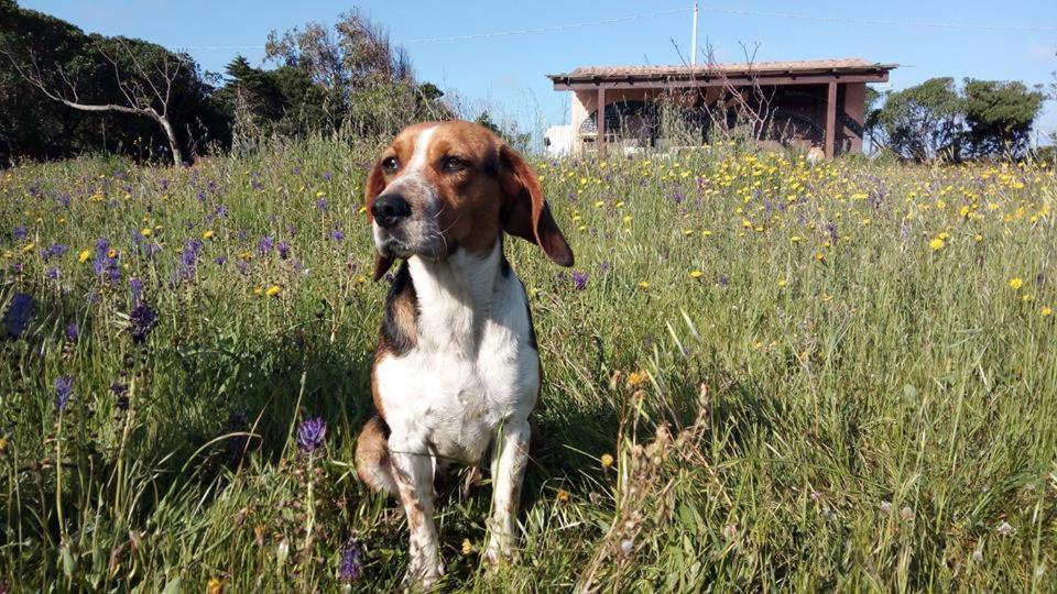 Affittacamere Casa Maica Stintino Esterno foto